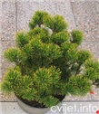 Planinski bor - Pinus mugo